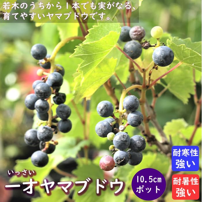 Amazon.co.jp: 果樹苗 一才ヤマブドウ 10.5cmポット 山ぶどう 葡萄